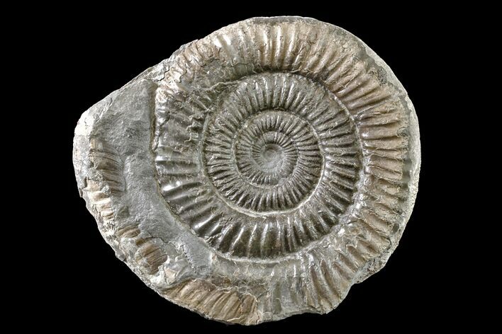 Ammonite (Dactylioceras) Fossil - England #163010